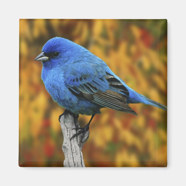 Male Indigo Bunting, Passerina cyanea Magnet (Framsidan)