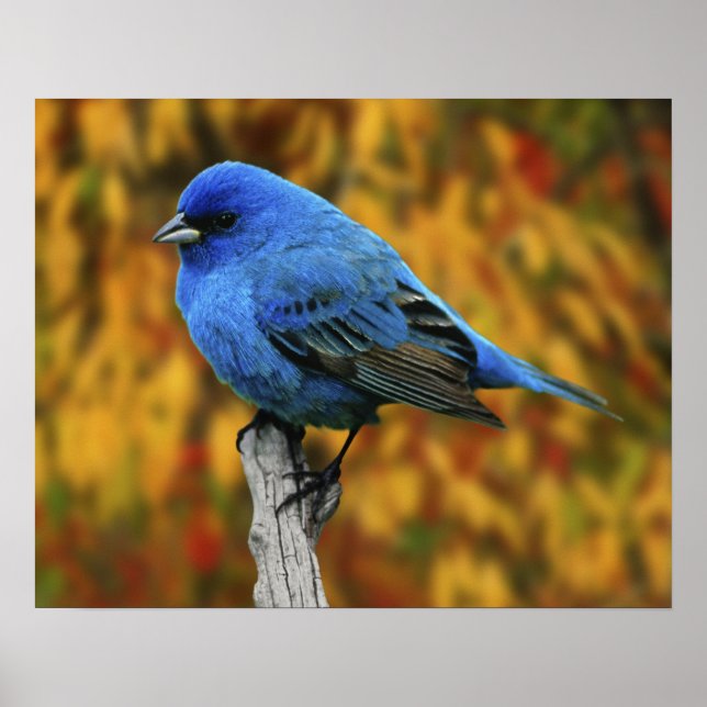 Male Indigo Bunting, Passerina cyanea Poster (Framsidan)