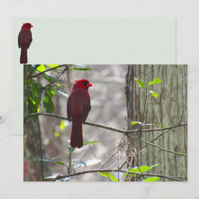 Male kardinal Flat Greeting Card (Fram/baksida)