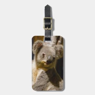 Male Koala Personalize Bagagebricka