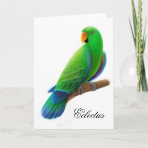 Male kort för Eclectus papegojahälsning