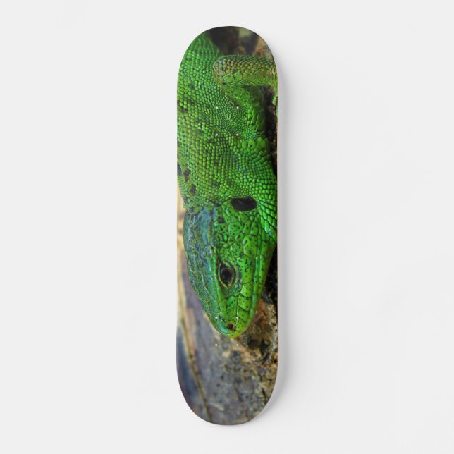 Male Lacerta Agilis för Sandödla Skateboard Bräda 20 Cm (Framsida)