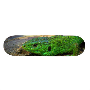 Male Lacerta Agilis för Sandödla Skateboard Bräda 20 Cm