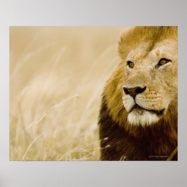 Male lejon (Panthera leo) porträtt, Masai Mara Poster (Framsidan)