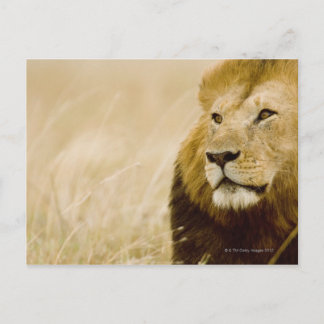 Male lejon (Panthera leo) porträtt, Masai Mara Vykort