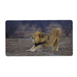 Male lejon sträckande PantheraLeo Yoga Fraktsedel