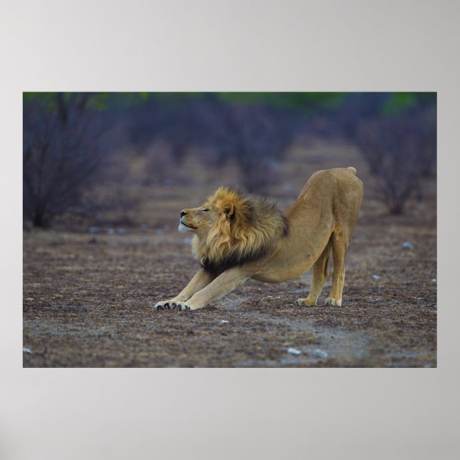 Male Lejon Stretching Panthera Leo Yoga Poster (Framsidan)