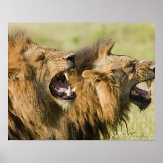 Male lejon, Underbarare Kruger National Poster