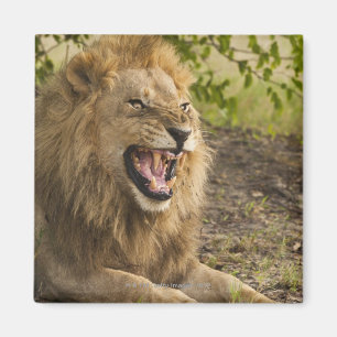 Male lejont morra (pantheraen leo), Okavango Magnet
