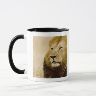 Male lejont (pantheraen leo) porträtt, Masai Mara Mugg