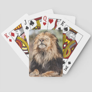 Male lejont solbada casinokort