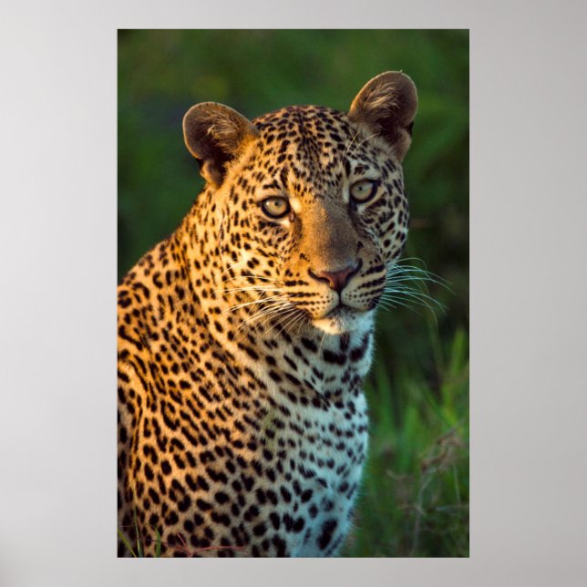 Male Leopard (Panthera Pardus) Fullt-Grown Unge Poster (Framsidan)
