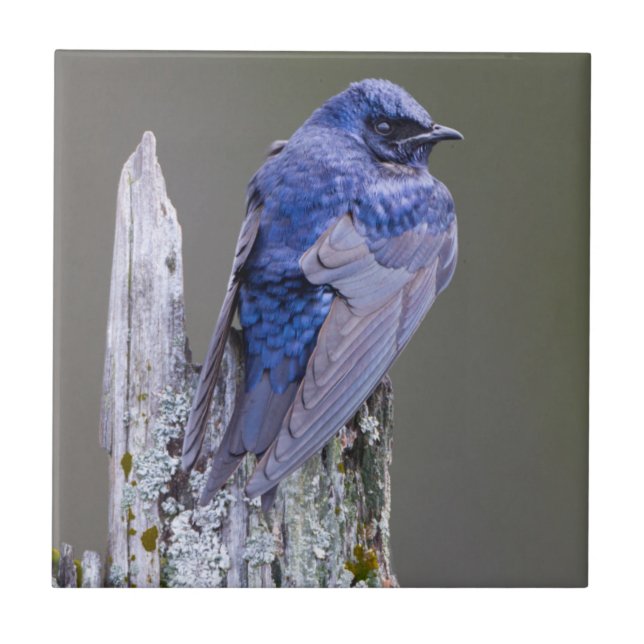 Male Lila Martin nest over Sjö Sammamish Kakelplatta (Framsidan)