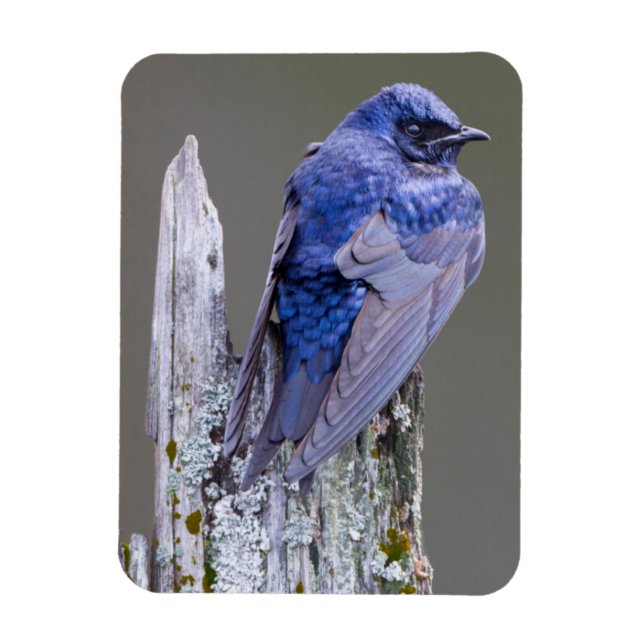 Male Lila Martin nest over Sjö Sammamish Magnet (Vertikal)