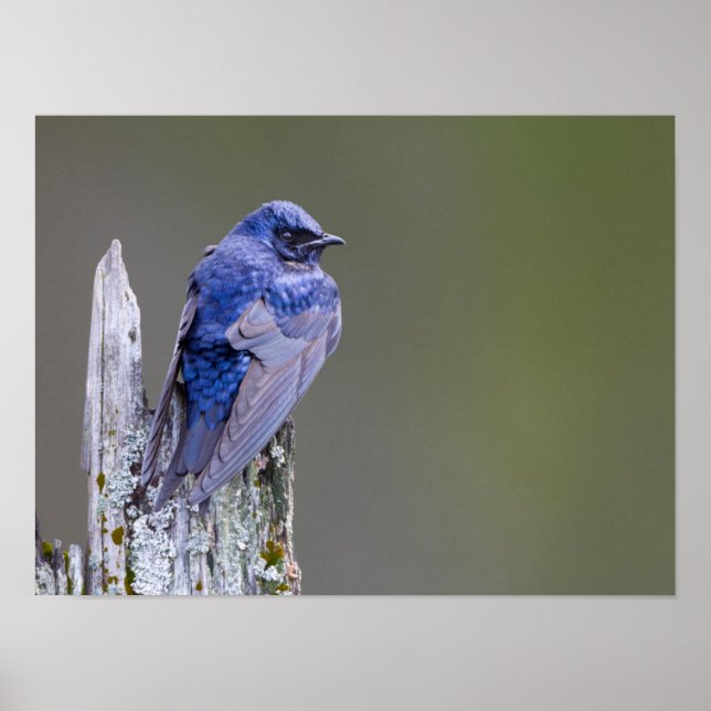 Male Lila Martin nest over Sjö Sammamish Poster (Framsidan)