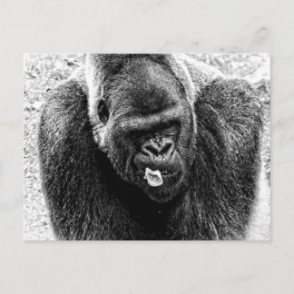 Male Lowland Silverback Gorilla, Black and White Vykort