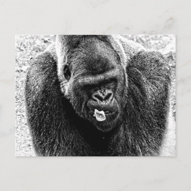 Male Lowland Silverback Gorilla, Black and White Vykort (Framsida)
