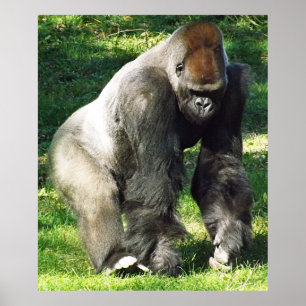 Male Lowlandgorilla för Silverback som står upp Poster