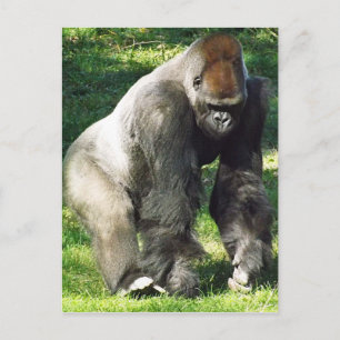 Male Lowlandgorilla för Silverback som står upp Vykort