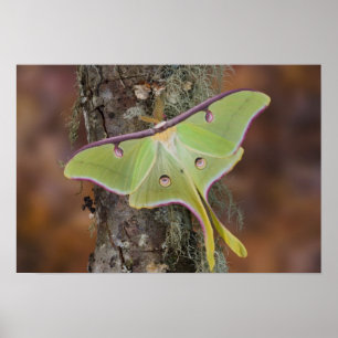 Male Luna Silke Moth of North American Poster