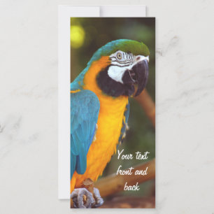 Male Macaw