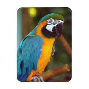 Male Macaw Magnet