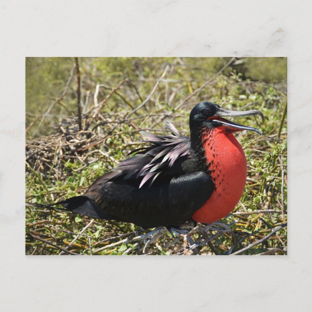 Male Magnificate Frigate Bird Vykort (Framsida)