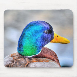Male Mallard Anka Birdlover Wildlife Porträtt Musmatta