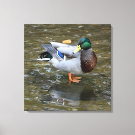 Male Mallard Anka i Bäck Wrapped Canvas Skriv ut