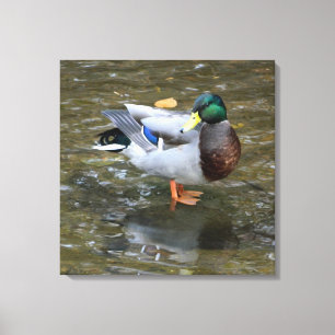 Male Mallard Anka i Bäck Wrapped Canvas Skriv ut