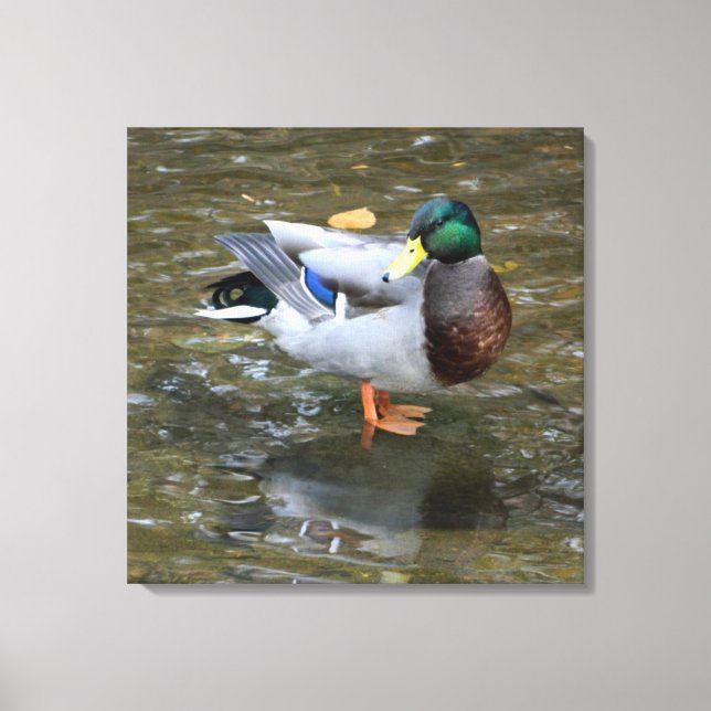 Male Mallard Anka i Bäck Wrapped Canvas Skriv ut (Framsida)