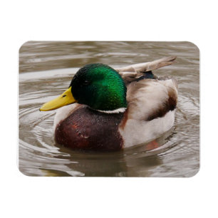 Male Mallard Anka Magnet
