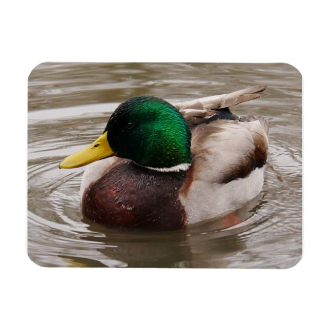 Male Mallard Anka Magnet (Horisontell)