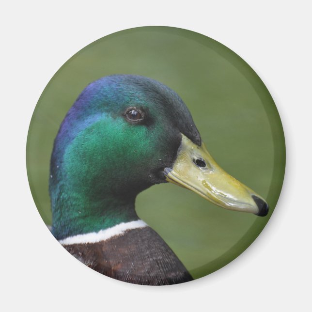 Male Mallard Anka Magnet (Framsidan)