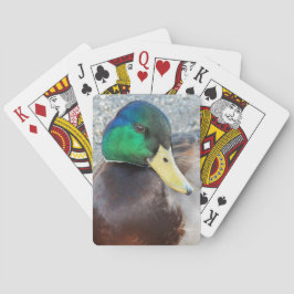 Male Mallard Anka Photo Casinokort
