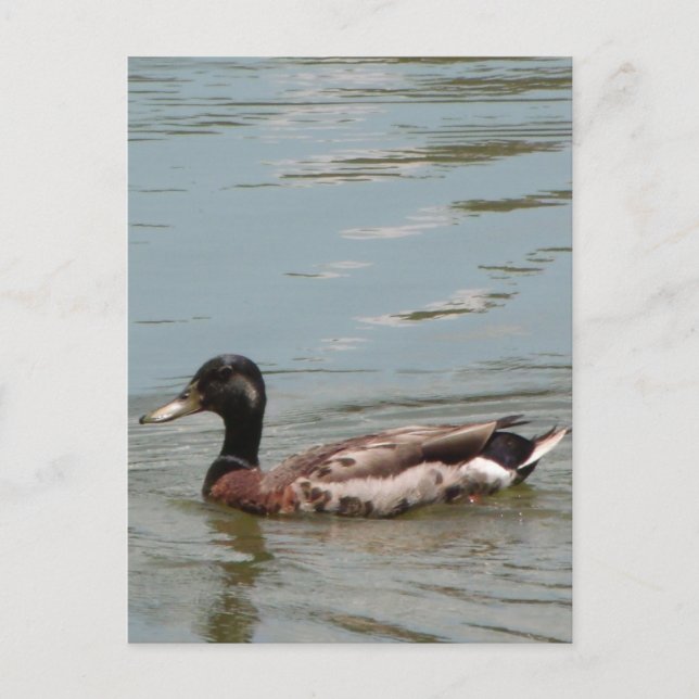 Male Mallard Anka Photo Vykort (Framsida)