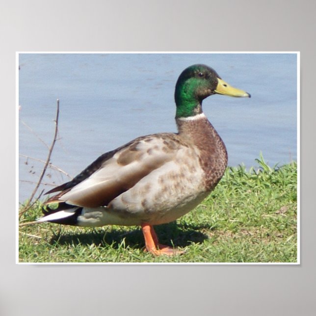 Male Mallard Anka Poster (Framsidan)