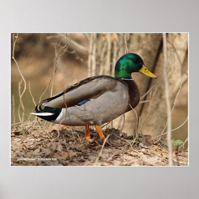Male Mallard Anka Poster (Framsidan)