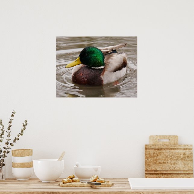 Male Mallard Anka Poster (Kök)