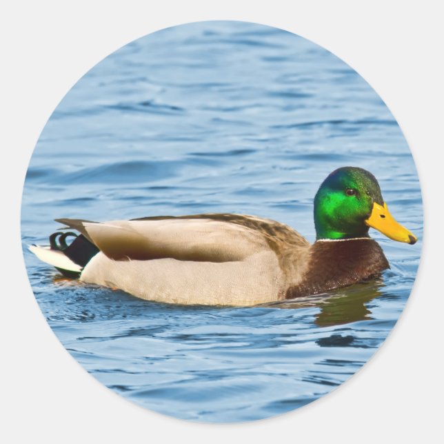 Male Mallard Anka Sticker Runt Klistermärke (Framsida)