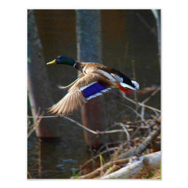 Male Mallard Anka under flygning Fototryck (Framsidan)