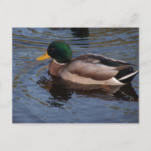 Male Mallard Anka Vykort