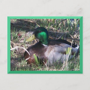 Male Mallard Anka vykort