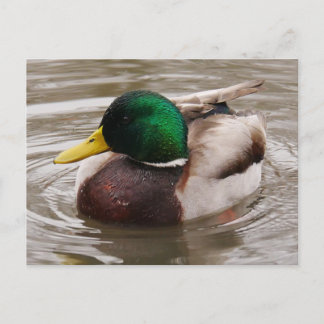 Male Mallard Anka vykort