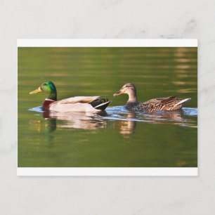 Male Mallard Ankor Swimming Vykort