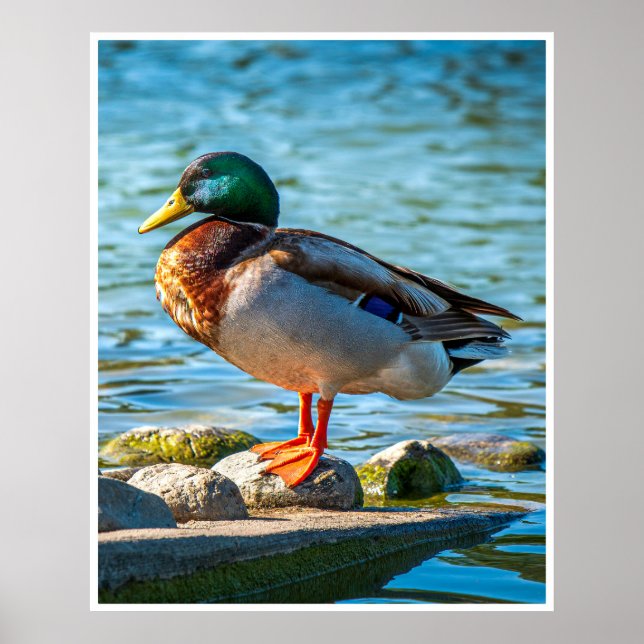 Male Mallard Duck Perched on Lakeside Stones Poster (Framsidan)
