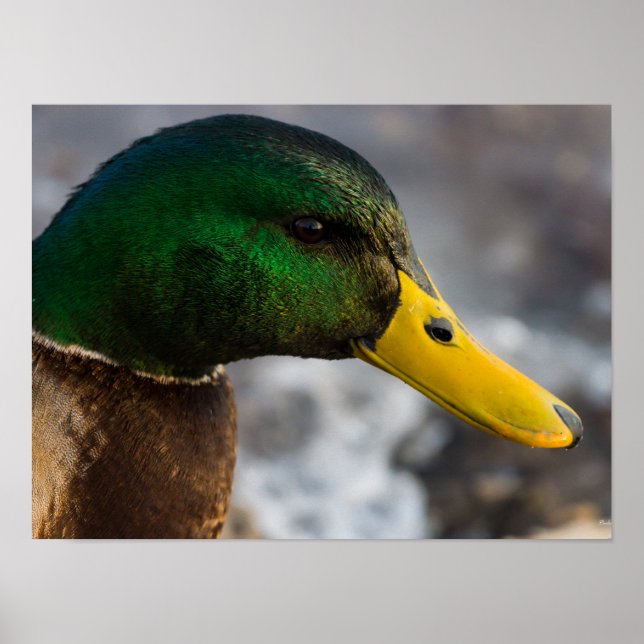 Male Mallard Portrait Poster (Framsidan)