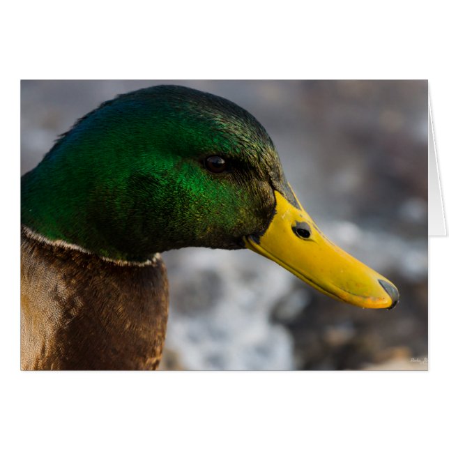 Male Mallard Porträtt Greeting Card Hälsningskort (Framsidan Horizontal)