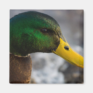 Male Mallard Porträtt Magnet