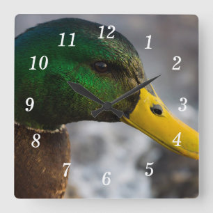 Male Mallard Porträtt Wall Clock Fyrkantig Klocka